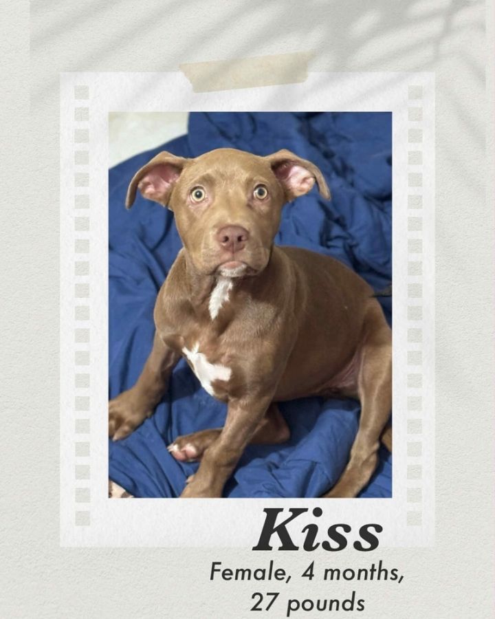 Kiss 2