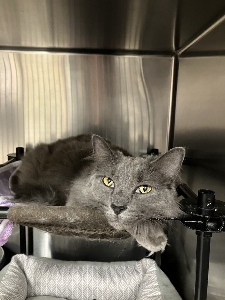Remi - JT (PetSmart Laurens Rd)