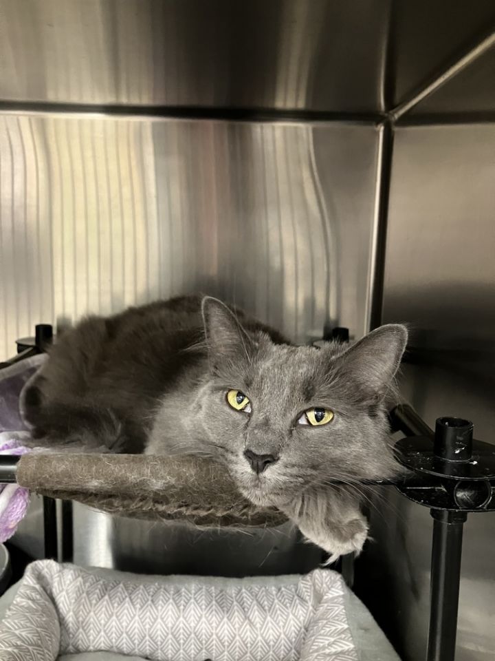Remi - JT (PetSmart Laurens Rd) 1