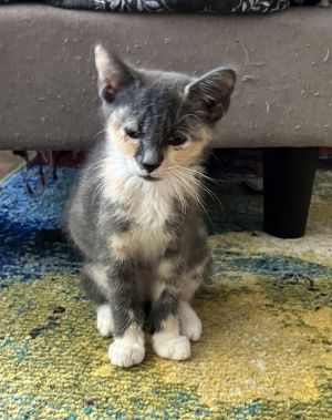 Hope - AH, Baby Female Domestic Short Hair
