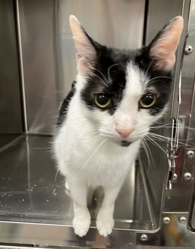 Pongo - JT (PetSmart Laurens Rd)