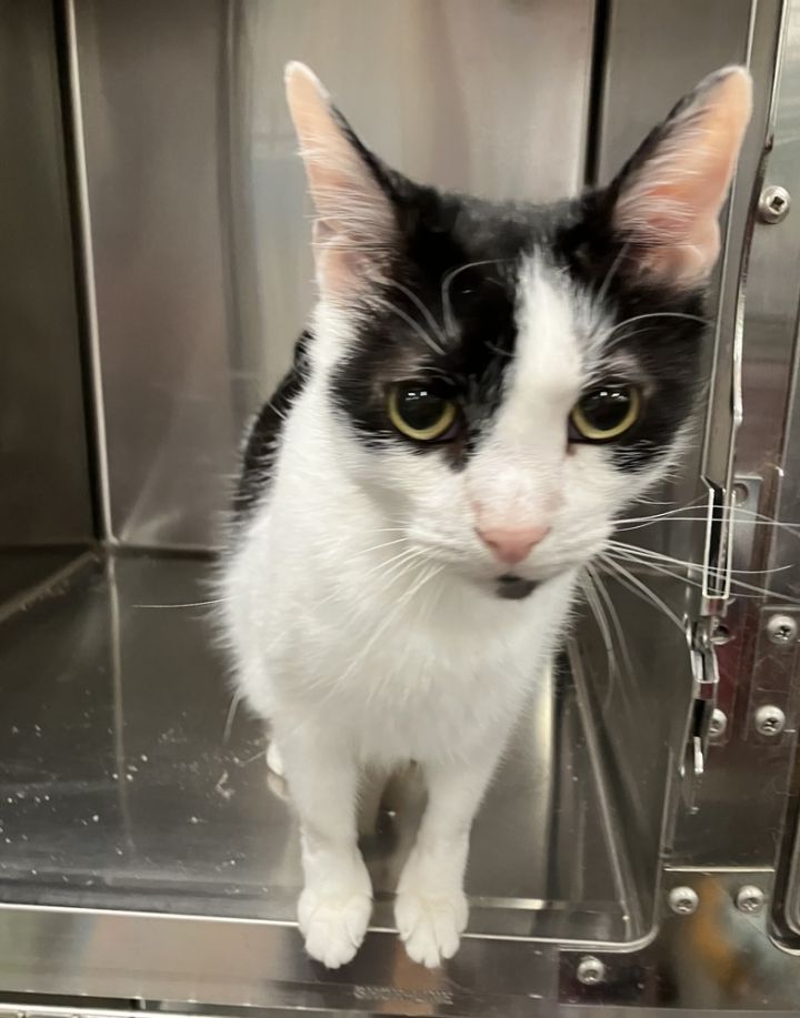 Pongo - JT (PetSmart Laurens Rd) 1