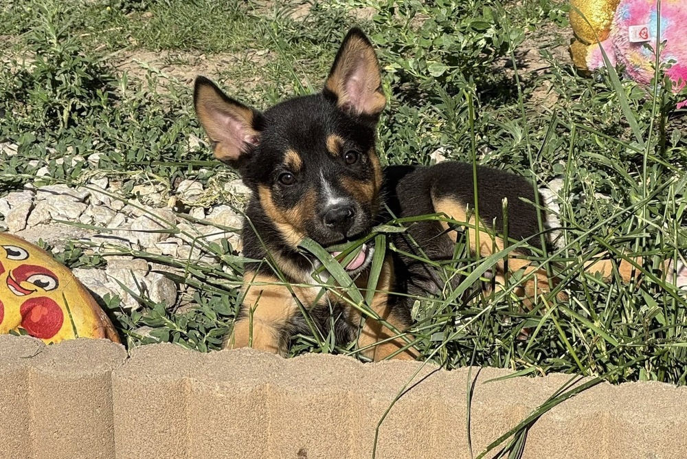 Ares