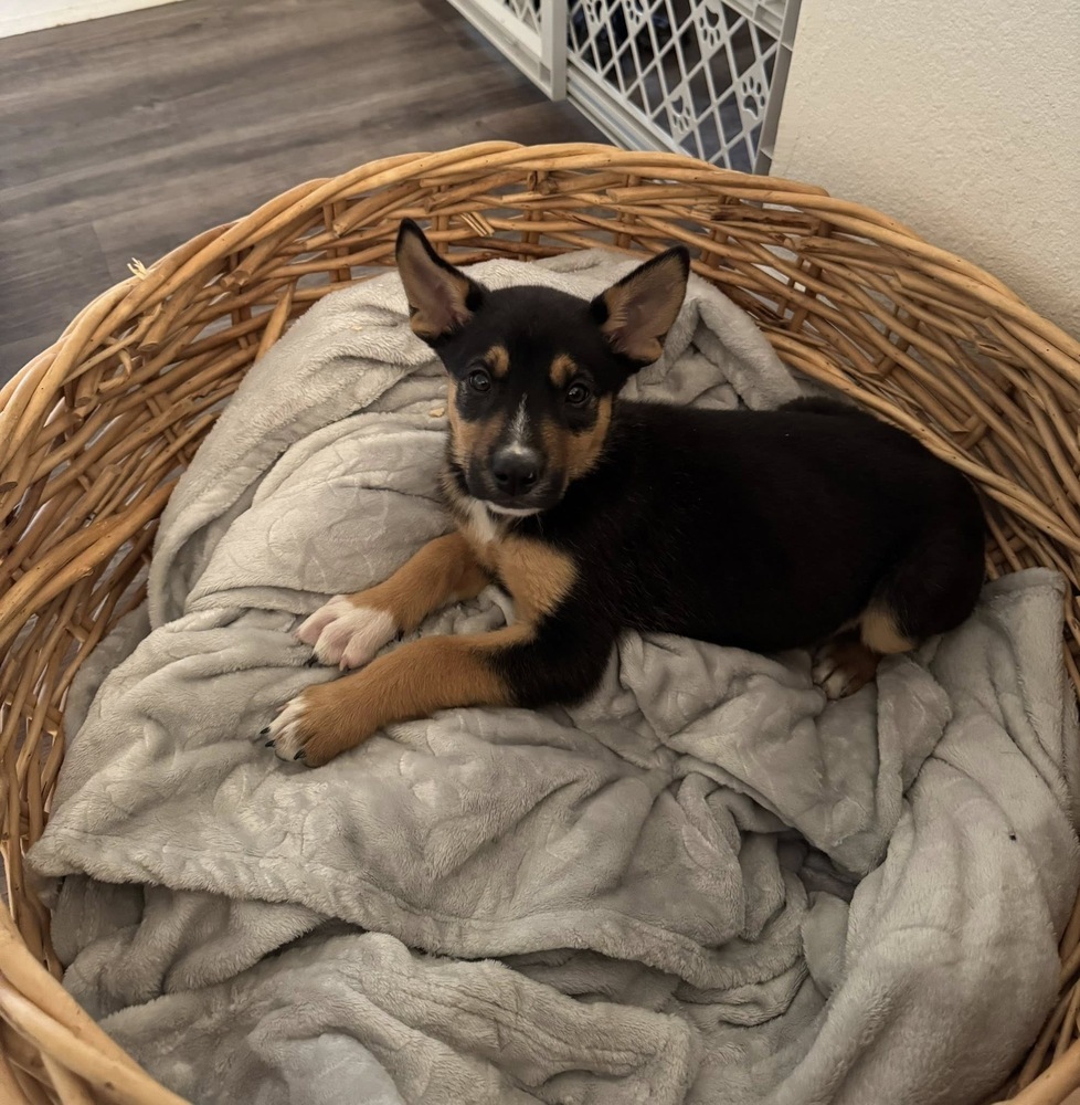 Ares