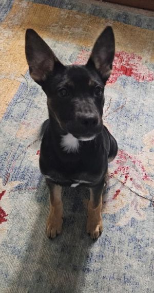 Hayda, Baby Female German Shepherd Dog