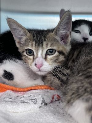 Holli, Baby Female Domestic Short Hair