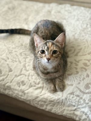 Sofia