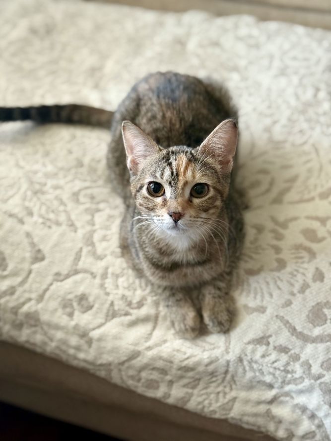 Sofia
