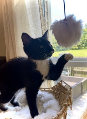 Chips, Baby Female Domestic Short Hair