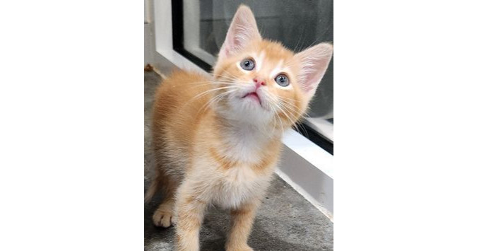 Sid