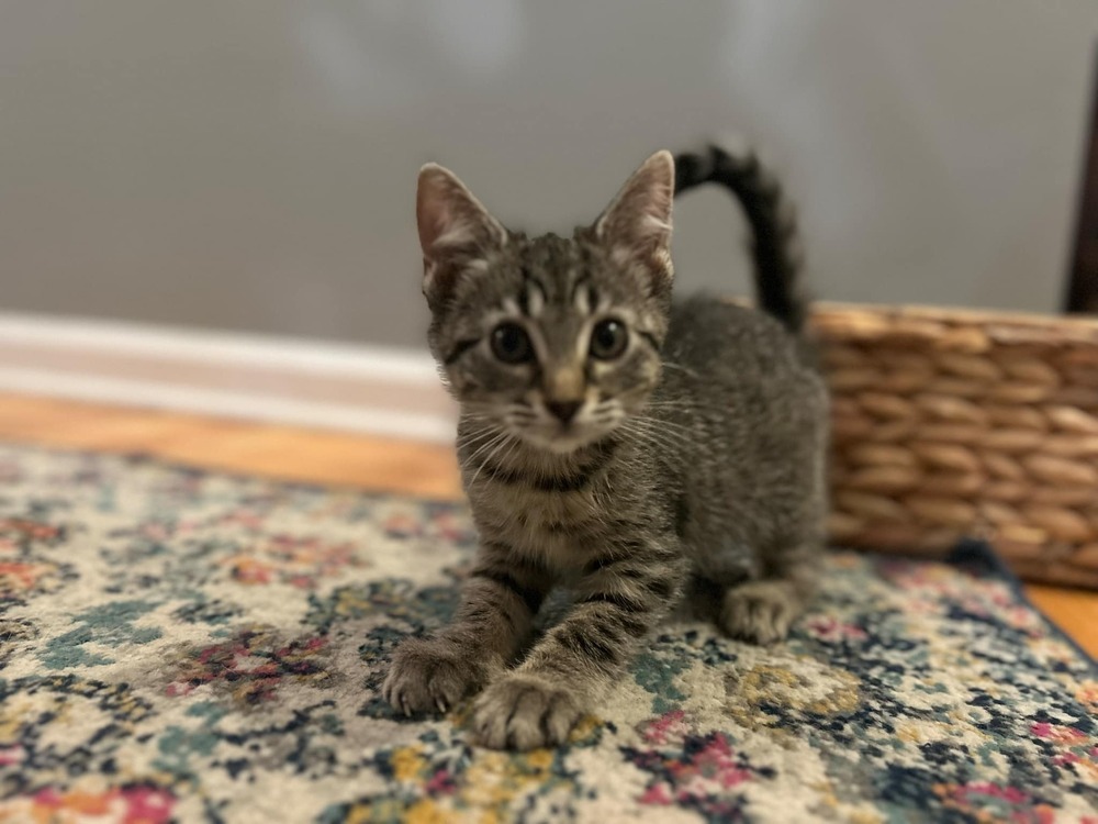 Daphne