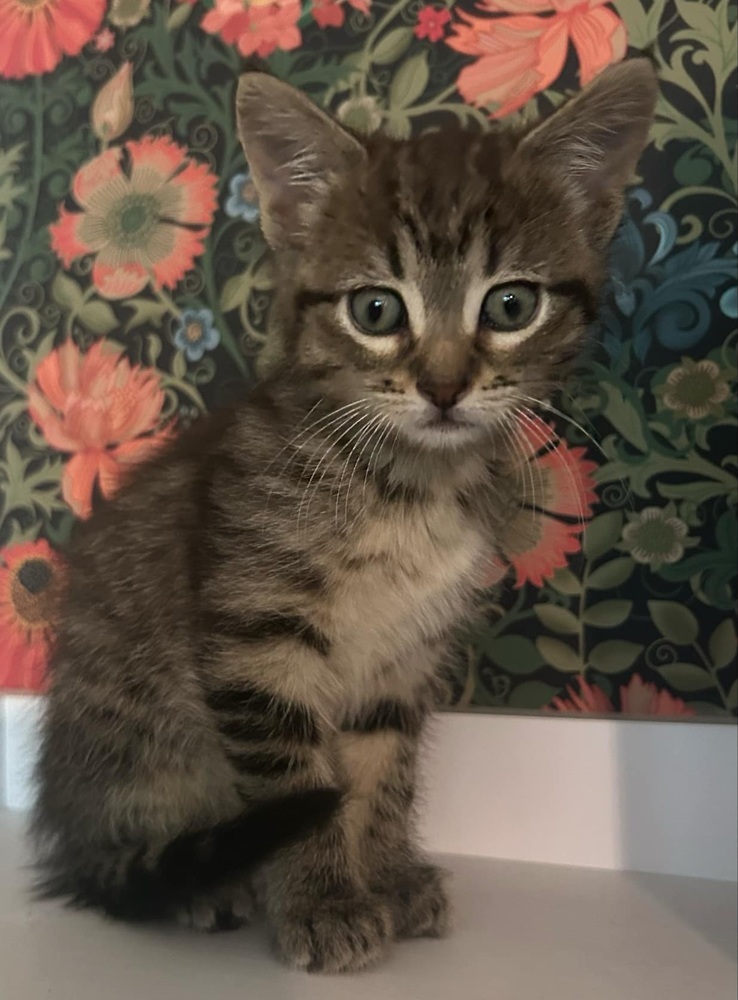 Daphne
