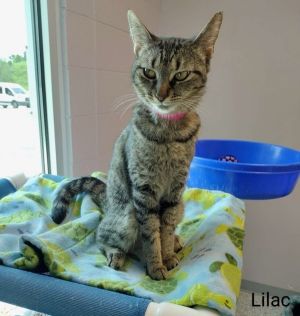 Lilac Domestic Short Hair Cat