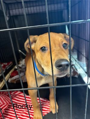 Primary Color Tan Weight 139lbs Age 0yrs 0mths 10wks Animal has been Neutered