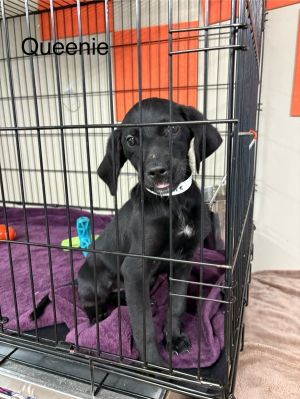 Primary Color Black Weight 76lbs Age 0yrs 0mths 8wks Animal has been Spayed