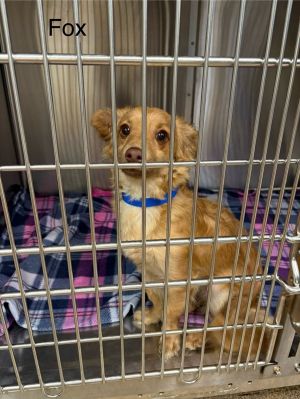 Primary Color Blonde Weight 73lbs Age 0yrs 8mths 0wks Animal has been Neutered