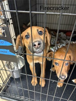 Primary Color Tan Weight 159lbs Age 1yrs 0mths 0wks Animal has been Neutered