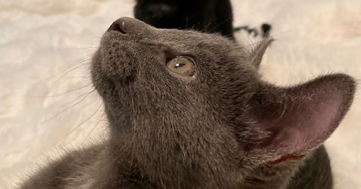 Pua