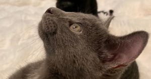 Pua, Baby Male Domestic Short Hair