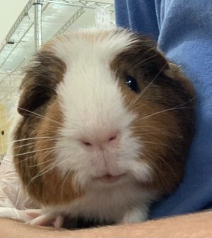 Apache, Adult Male Guinea Pig