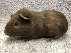 Giselle ( Bonded to Peach Dumpling Pop)