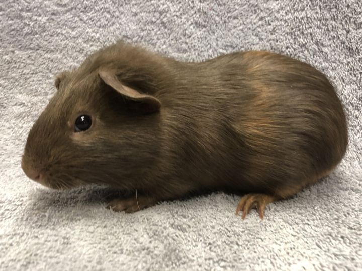 Giselle ( Bonded to Peach Dumpling Pop) 1