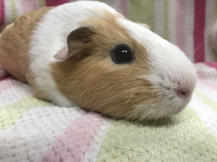 Peach Dumpling Pop ( Bonded to Giselle) 1