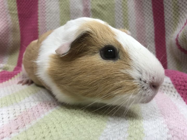 Peach Dumpling Pop ( Bonded to Giselle) 3