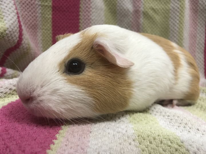Peach Dumpling Pop ( Bonded to Giselle) 4