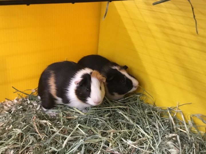 Malek ( Bonded to Meringo) 1