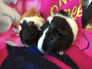 Parade ( Bonded to Beefeater), Adult Male Guinea Pig