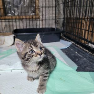Rhys, Adult Male Domestic Short Hair