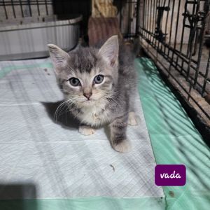 Vada