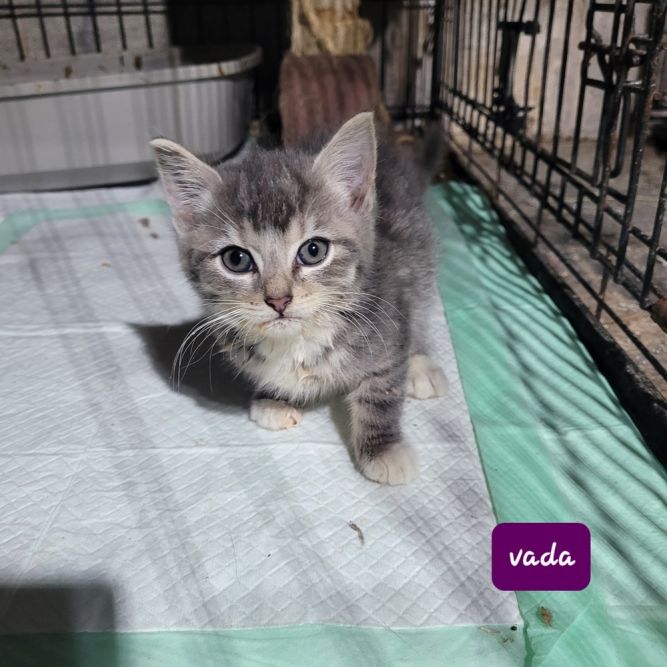 Vada