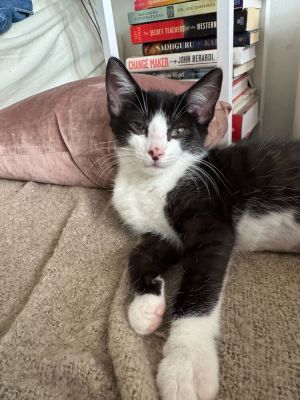 Jasper is a 3-month-old charming black and white tuxedo kitten with a heart full of love and a moto