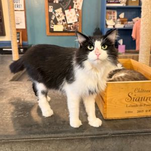 Mystic, Adult Male Domestic Long Hair