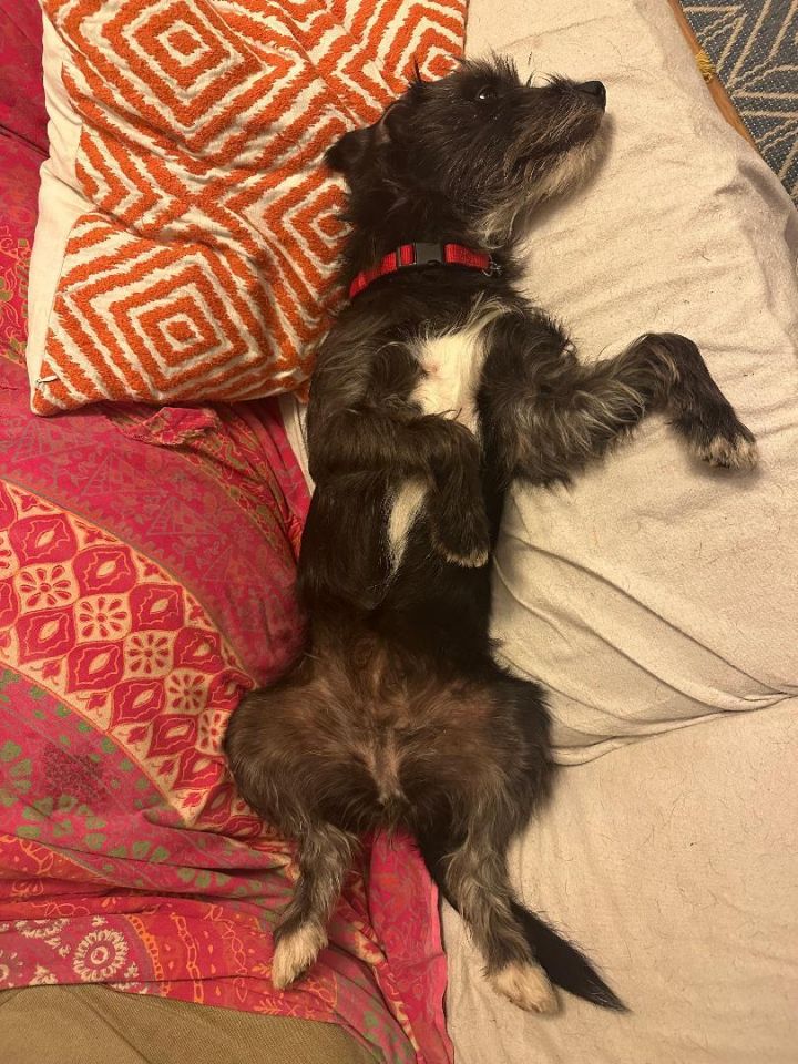 Molly 2