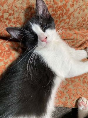 Efrain, Baby Male Domestic Short Hair