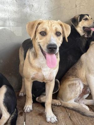 Koda, Young Male Mixed Breed