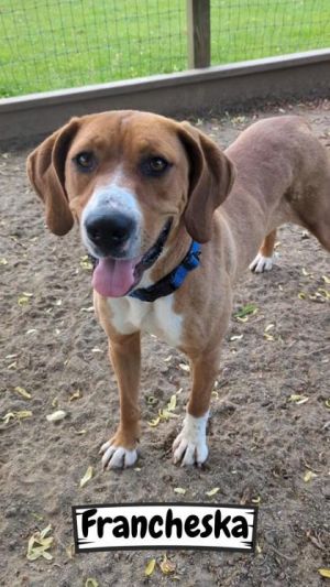 Francheska, Adult Female Mixed Breed