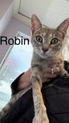 Robin photo 1