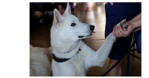 Togo PKA Lycanroc, Adult Male Siberian Husky