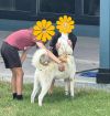 Togo PKA Lycanroc photo 3