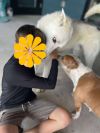 Togo PKA Lycanroc photo 4