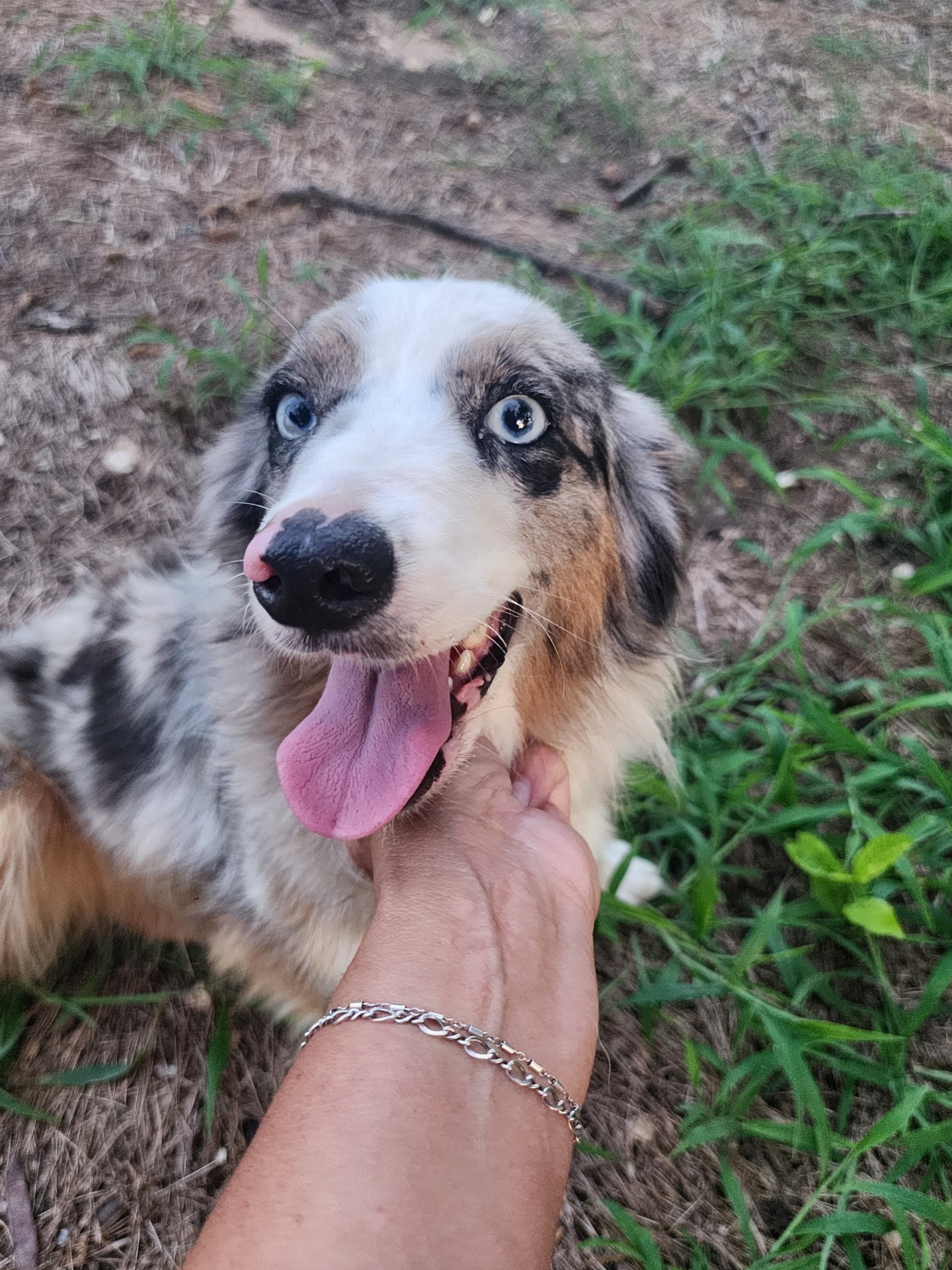 Bluey