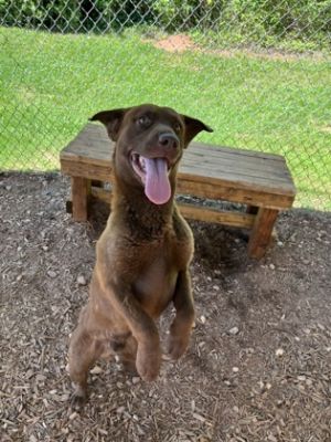Snickers, Adult Male Labrador Retriever