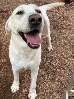 Luna, Adult Female Labrador Retriever