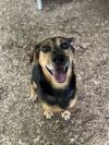 Rosco photo 1