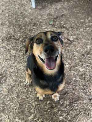 Rosco, Adult Male Basset Hound