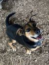 Rosco photo 2